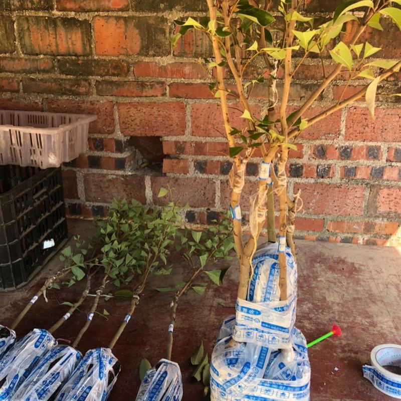 增城仙进奉荔枝苗冰荔荔枝树苗观音绿荔枝嫁接果树苗带土带叶