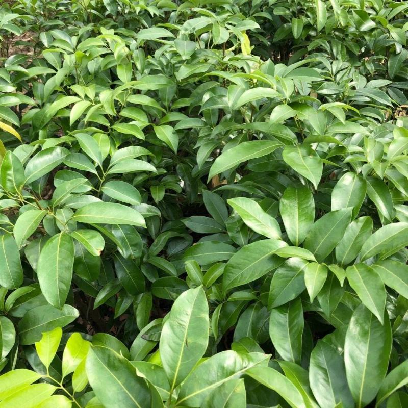 增城仙进奉荔枝苗冰荔荔枝树苗观音绿荔枝嫁接果树苗带土带叶