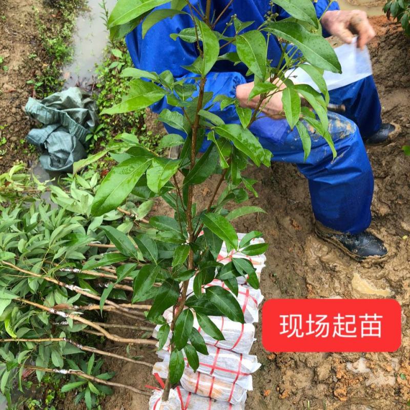 增城仙进奉荔枝苗冰荔荔枝树苗观音绿荔枝嫁接果树苗带土带叶