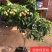 增城仙进奉荔枝苗冰荔荔枝树苗观音绿荔枝嫁接果树苗带土带叶