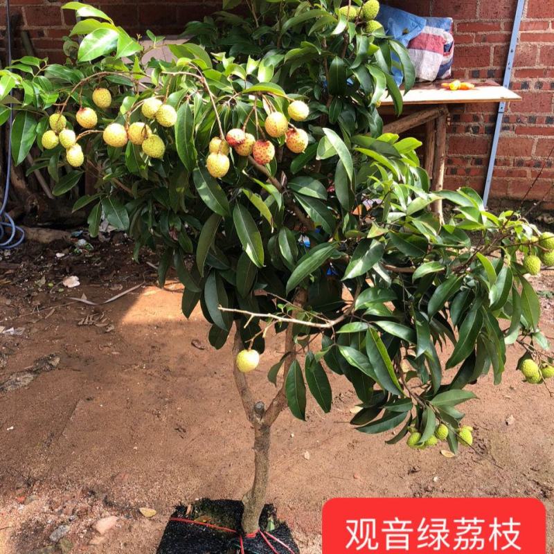 增城仙进奉荔枝苗冰荔荔枝树苗观音绿荔枝嫁接果树苗带土带叶