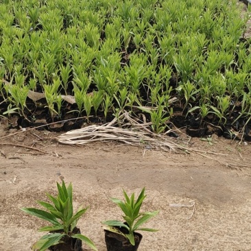 木棉棉玲花假龙头草花苗圃直发