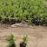 木棉棉玲花假龙头草花苗圃直发