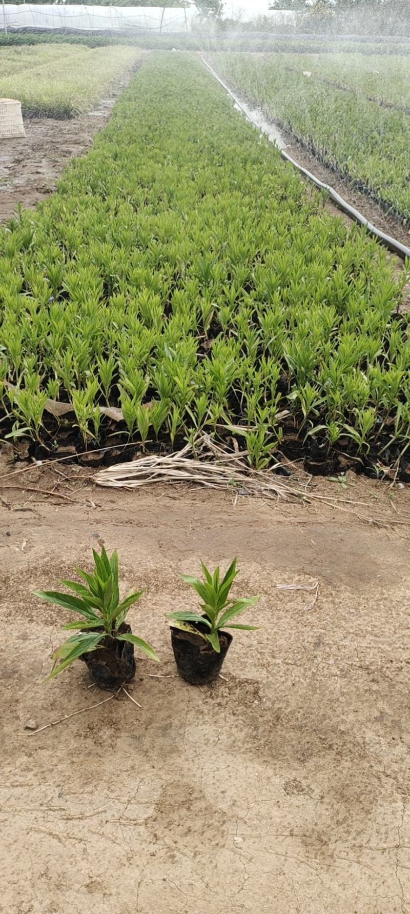 木棉棉玲花假龙头草花苗圃直发