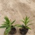 木棉棉玲花假龙头草花苗圃直发