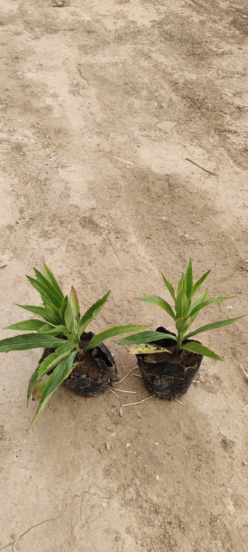 木棉棉玲花假龙头草花苗圃直发