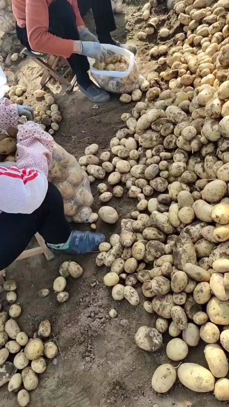 陕西汉中城固沃土土豆，表皮光净，大鹏新土豆上市货量充足，