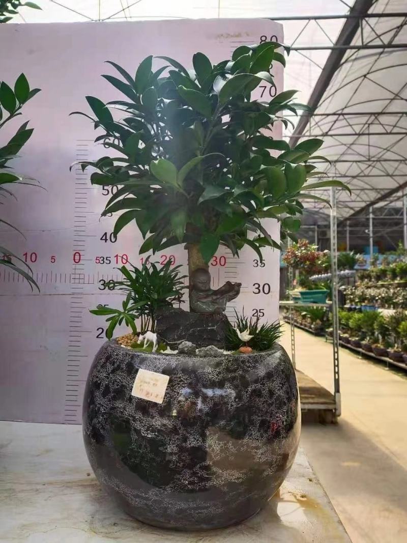 产地直销:竹柏桩又名“平安竹，常青树”，长年绿叶，耐寒