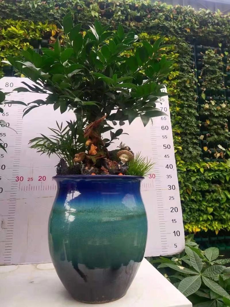 产地直销:竹柏桩又名“平安竹，常青树”，长年绿叶，耐寒