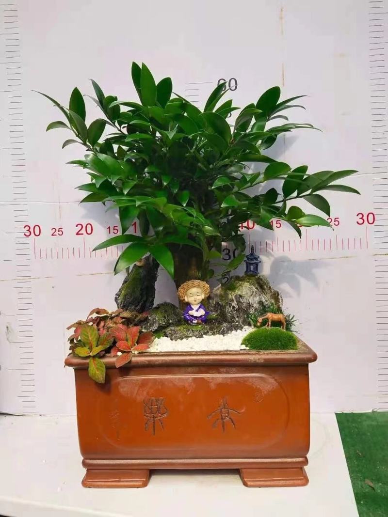 产地直销:竹柏桩又名“平安竹，常青树”，长年绿叶，耐寒