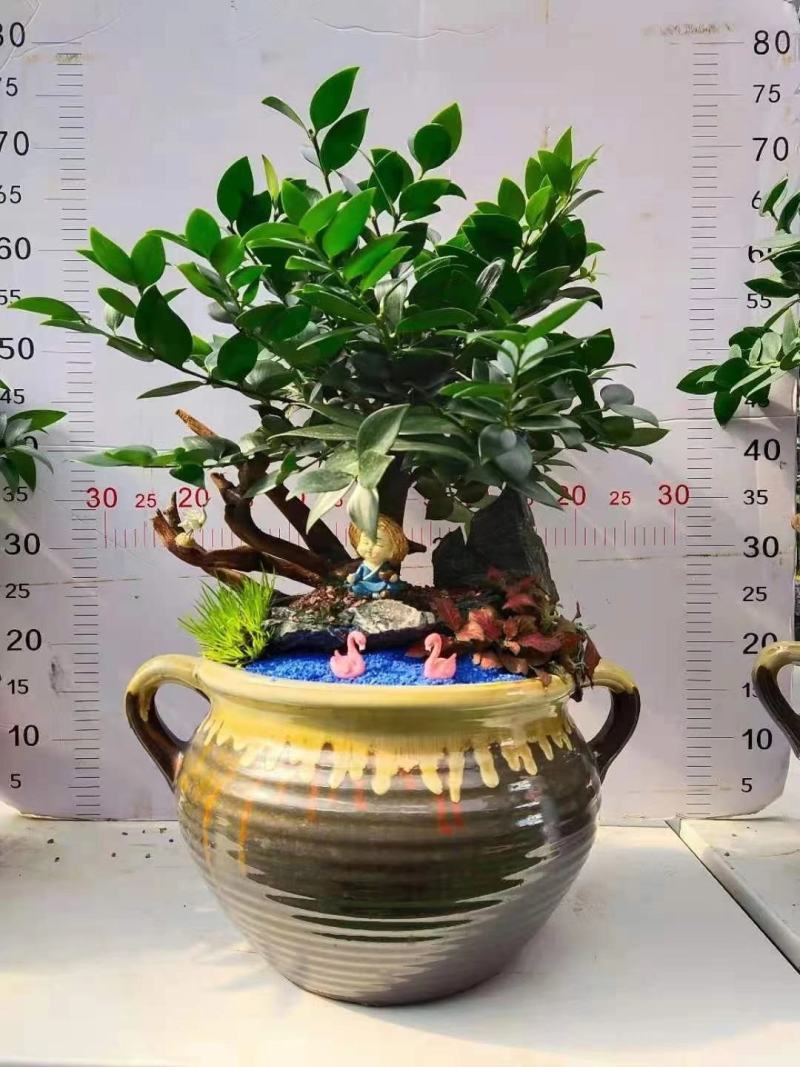 产地直销:竹柏桩又名“平安竹，常青树”，长年绿叶，耐寒