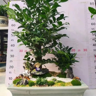 产地直销:竹柏桩又名“平安竹，常青树”，长年绿叶，耐寒