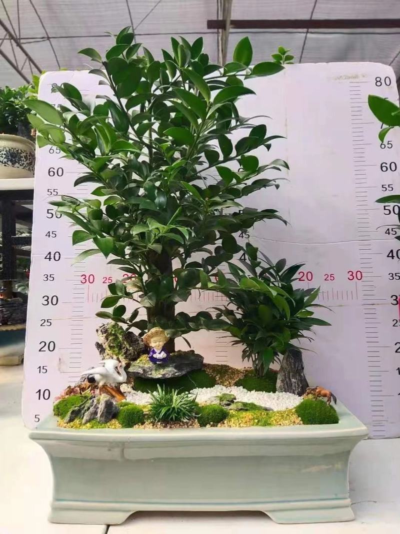 产地直销:竹柏桩又名“平安竹，常青树”，长年绿叶，耐寒