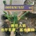 麻竹苗基地直供甜竹苗竹苗亩产三四千斤笋