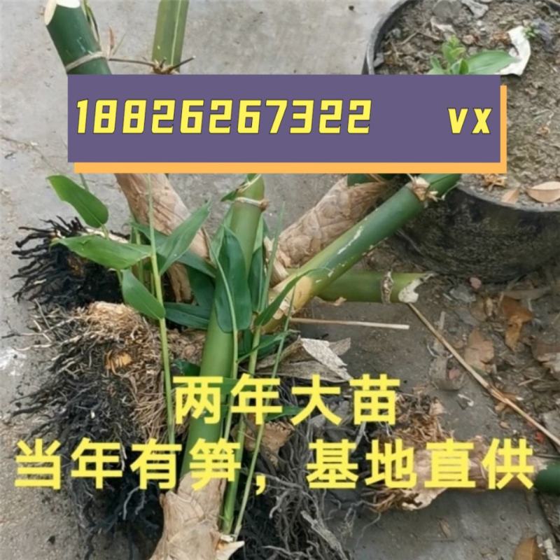 麻竹苗基地直供甜竹苗竹苗亩产三四千斤笋