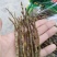 铁皮石斛干条