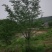 基地直销樱花树，12，一22公分