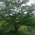 基地直销樱花树，12，一22公分