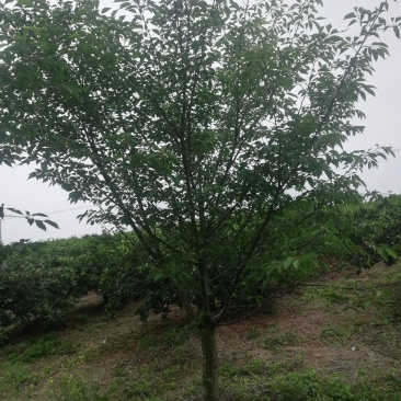 基地直销樱花树，12，一22公分