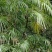 细叶棕竹，观音竹，金山棕，筋头竹，全株做盆景。