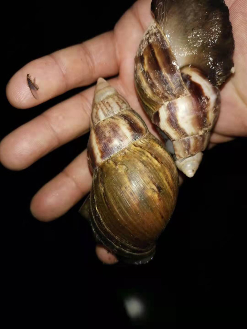 长期出售黑蜗牛肉批发零售，需要的联系我