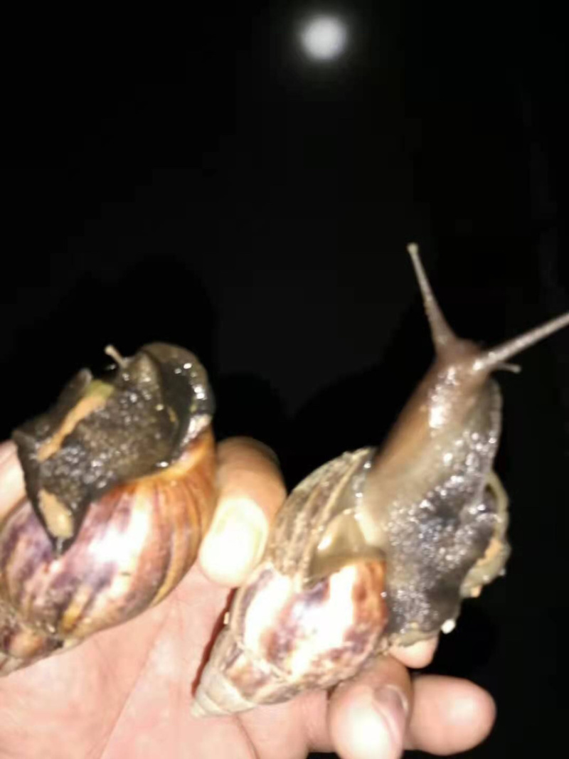 长期出售黑蜗牛肉批发零售，需要的联系我