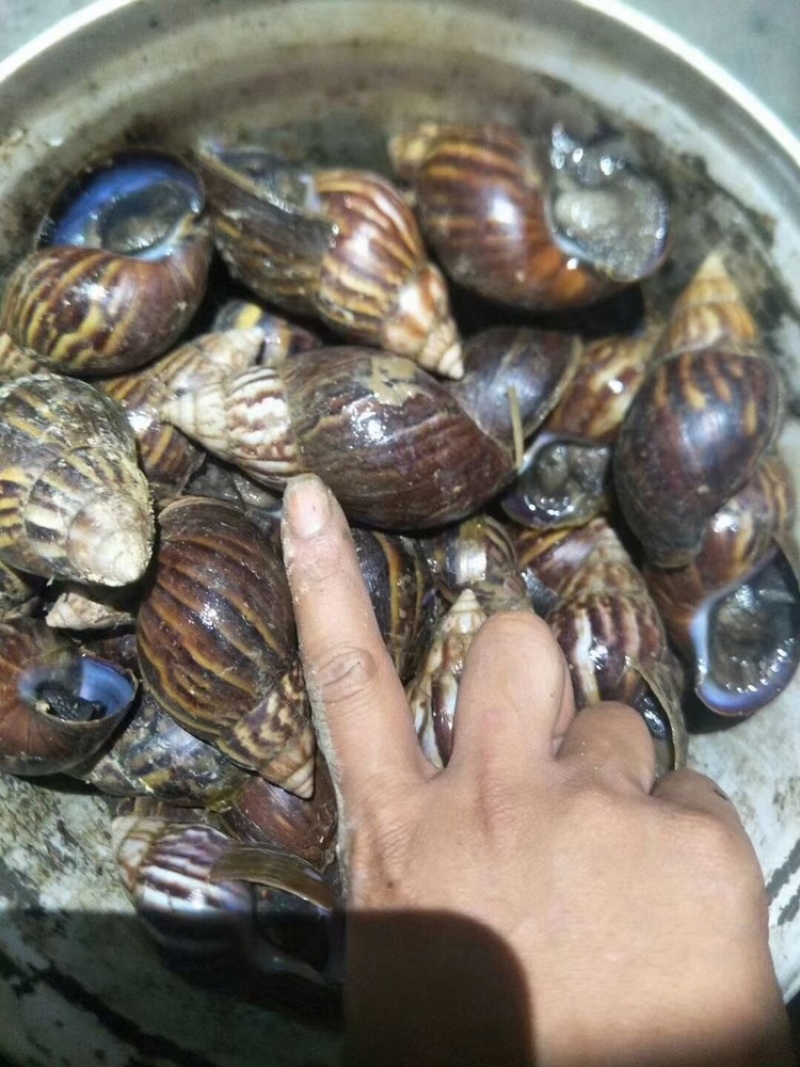 长期出售黑蜗牛肉批发零售，需要的联系我
