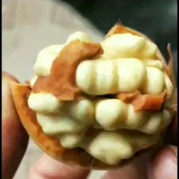 青皮核桃即将上市，有需要的联系