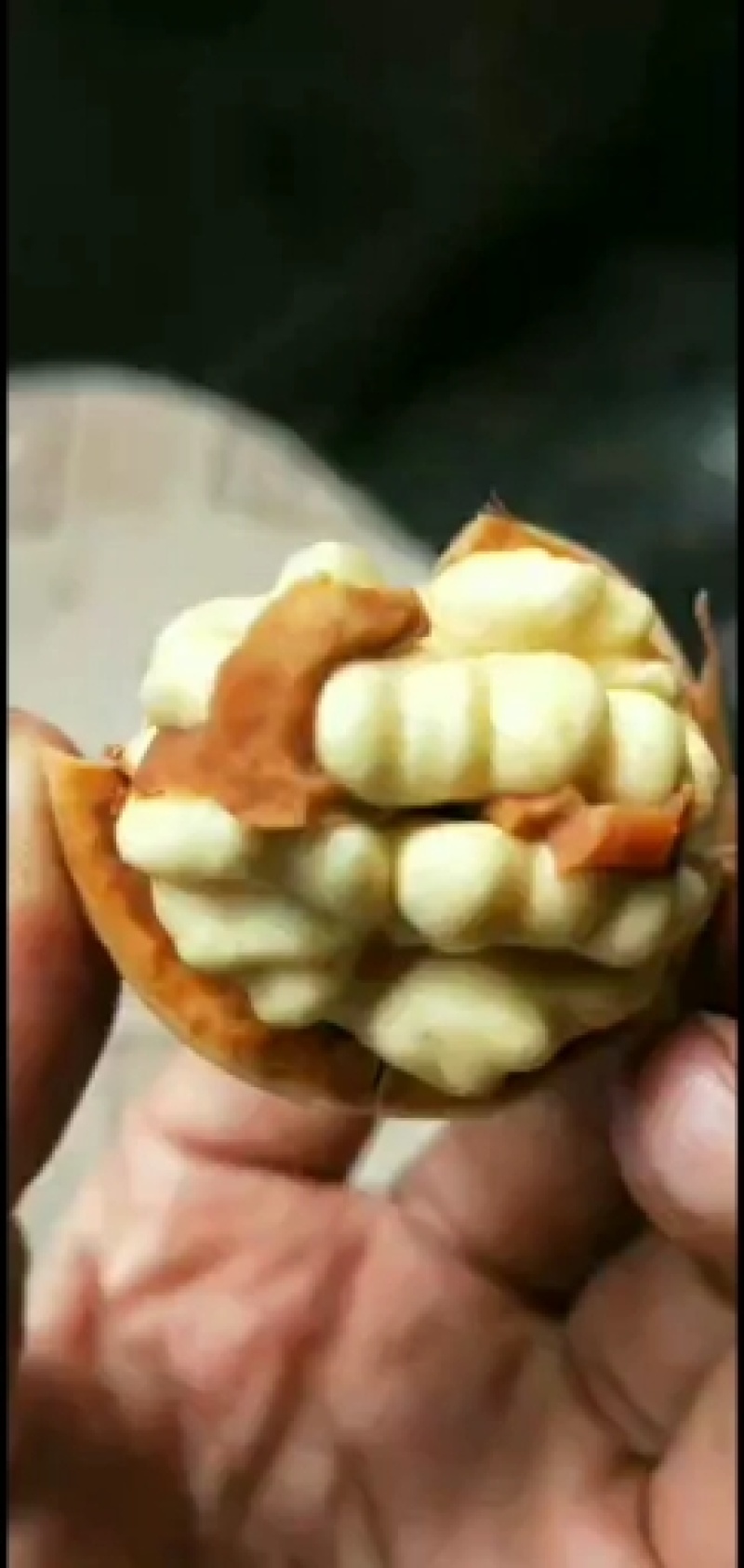 青皮核桃即将上市，有需要的联系