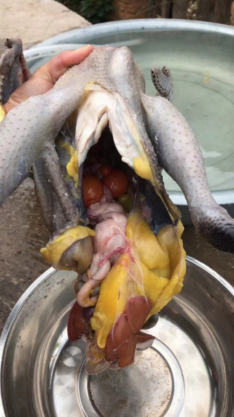 云南临沧云县乌鸡