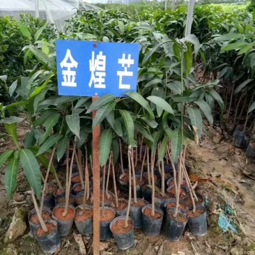 金煌芒果苗大青芒果苗芒果嫁接苗2年带土带叶发货包邮
