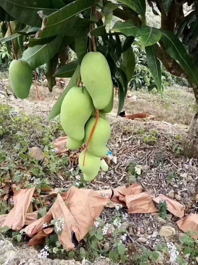 金煌芒果苗大青芒果苗芒果嫁接苗2年带土带叶发货包邮