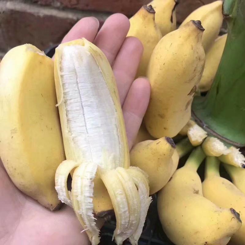 皇帝香蕉苗红蕉苗威廉斯9号苗大量批发