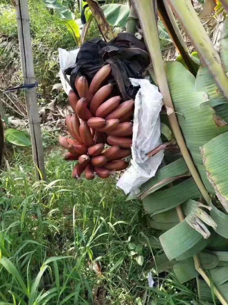 红香蕉苗红美人香蕉苗大量批发全国包邮