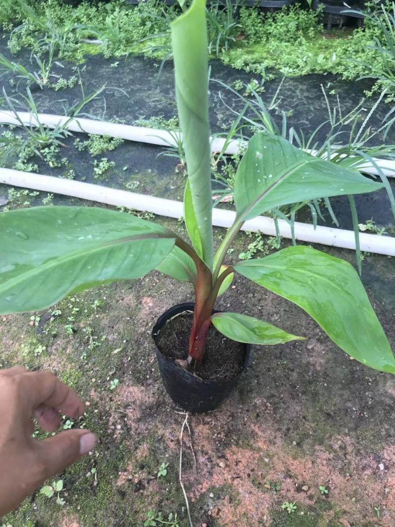 红香蕉苗红美人香蕉苗大量批发全国包邮