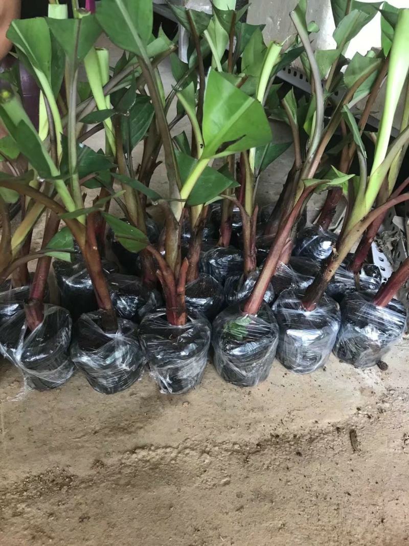 红香蕉苗红美人香蕉苗大量批发全国包邮