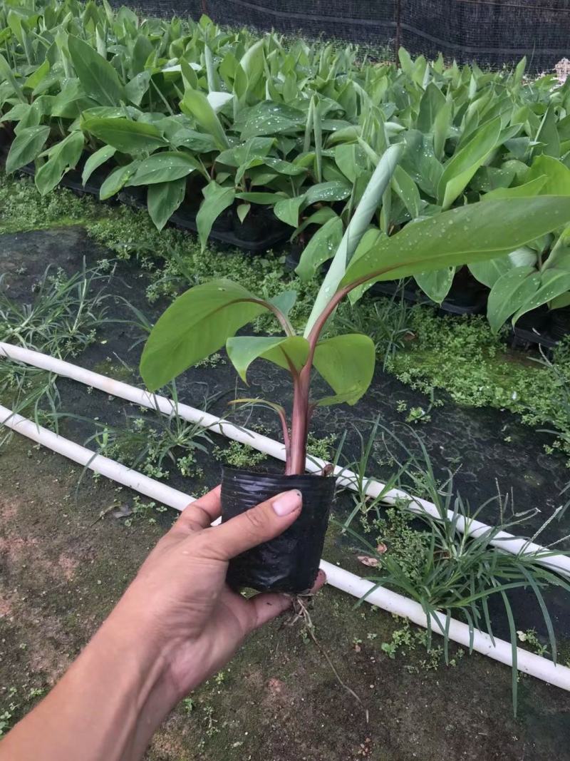 红香蕉苗红美人香蕉苗大量批发全国包邮