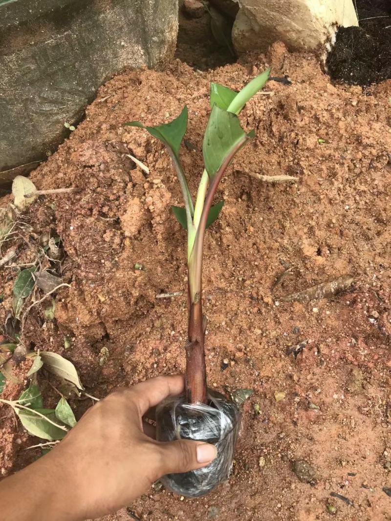 红香蕉苗红美人香蕉苗大量批发全国包邮