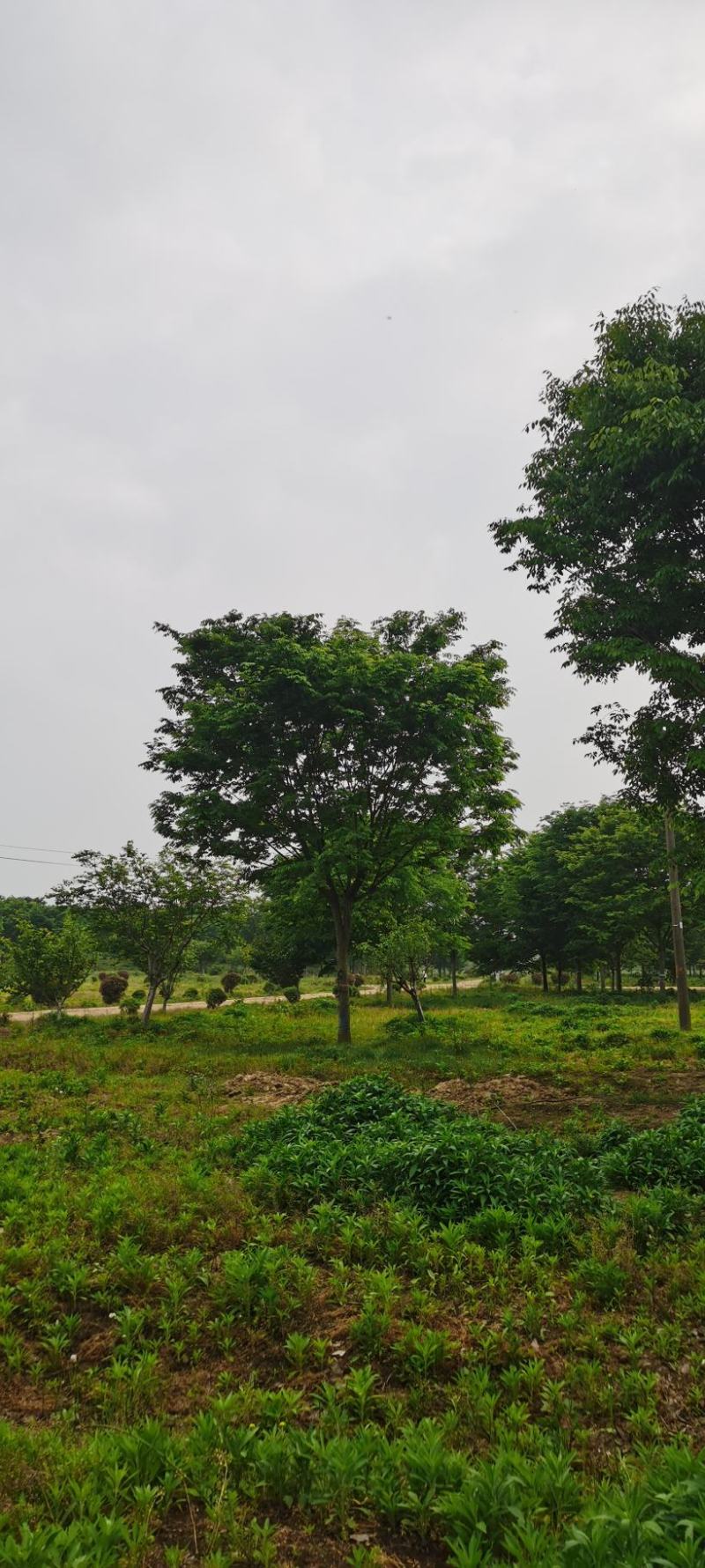 榉树、红榉、小叶榉、血榉金丝榔14公分到30公分，