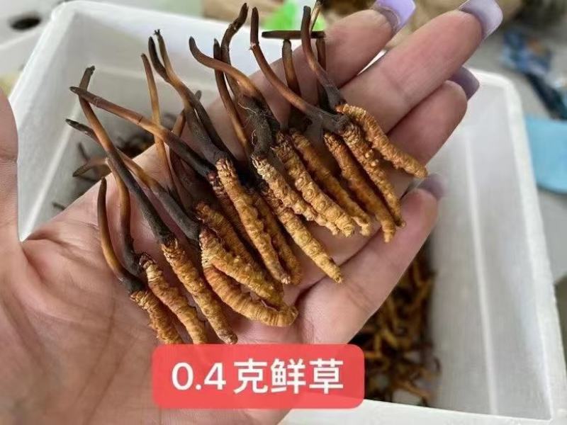 青海西宁虫草交易市场