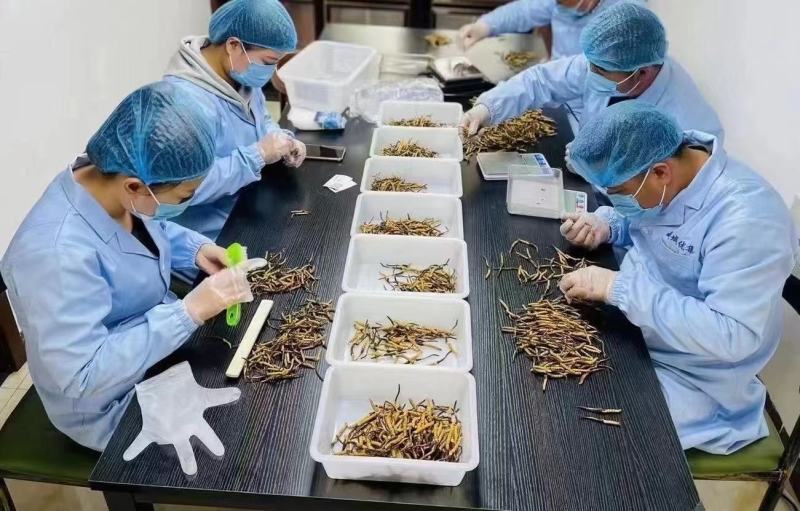 青海西宁虫草交易市场