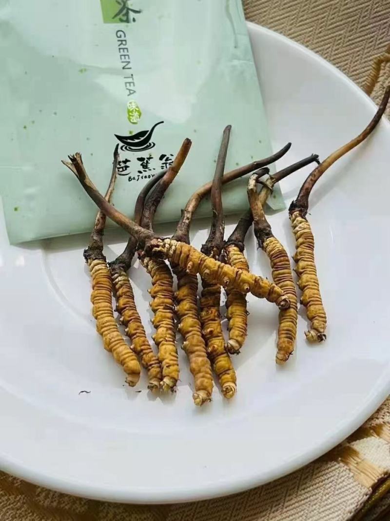 青海西宁虫草交易市场