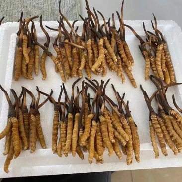 青海西宁虫草交易市场