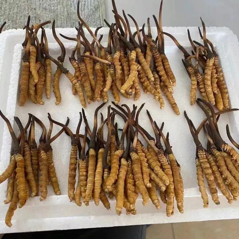 青海西宁虫草交易市场
