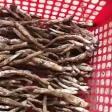野生鸡枞菌