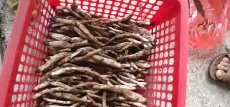 野生鸡枞菌