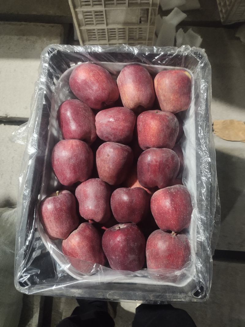 红富士苹果，膜带，纸带大量有货质量有保证，诚信经营