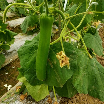 大棚基地瓠子己大量上市，价格便宜，质量上呈，口感好，欢迎