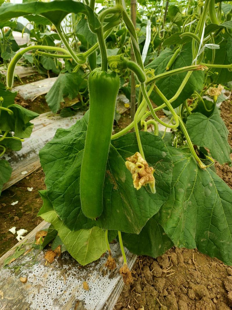 大棚基地瓠子己大量上市，价格便宜，质量上呈，口感好，欢迎