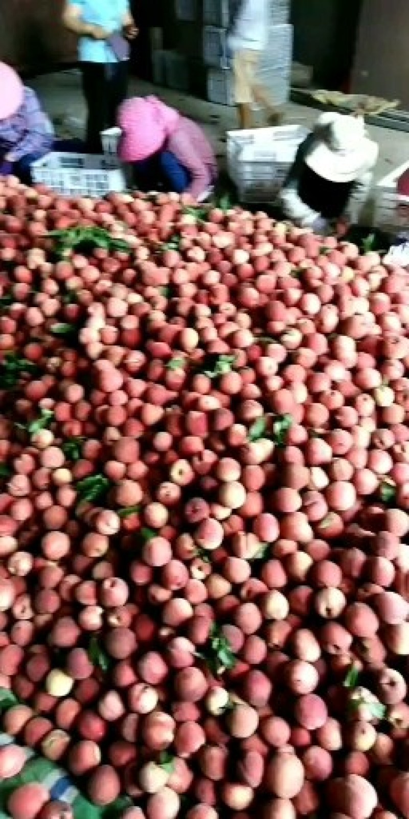 离核桃血桃大量有货，口感细腻，肉核分离，外表光泽，欢迎咨